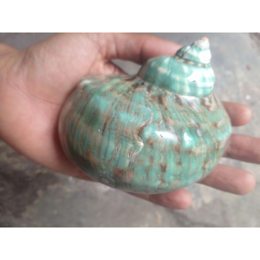 cangkang kelomang talembu jumbo poles kilap