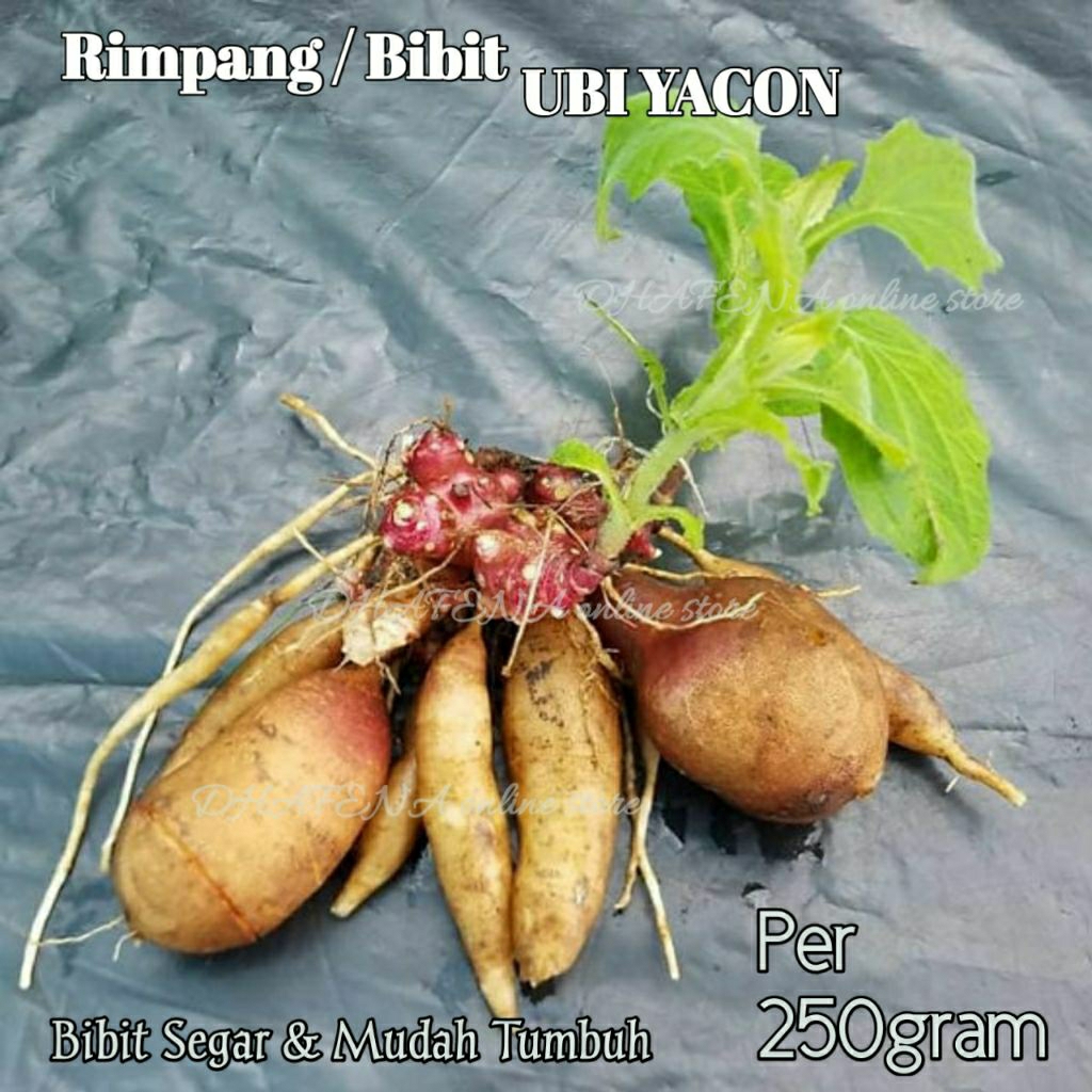 250 gram Bibit  ubi yakon / Rimpang umbi yakon Super fresh asli wonosobo