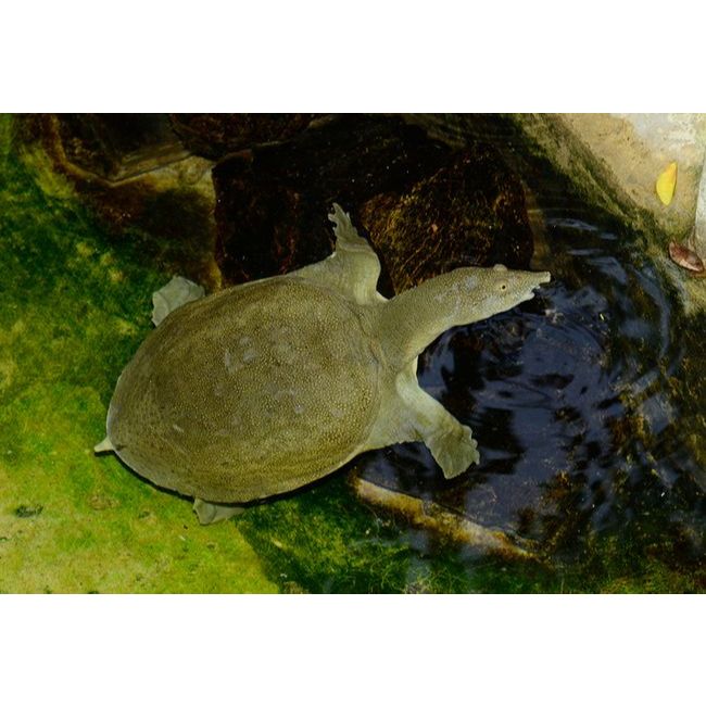 bulus hidup 2 ekor cocok untuk umpan mancing galatama