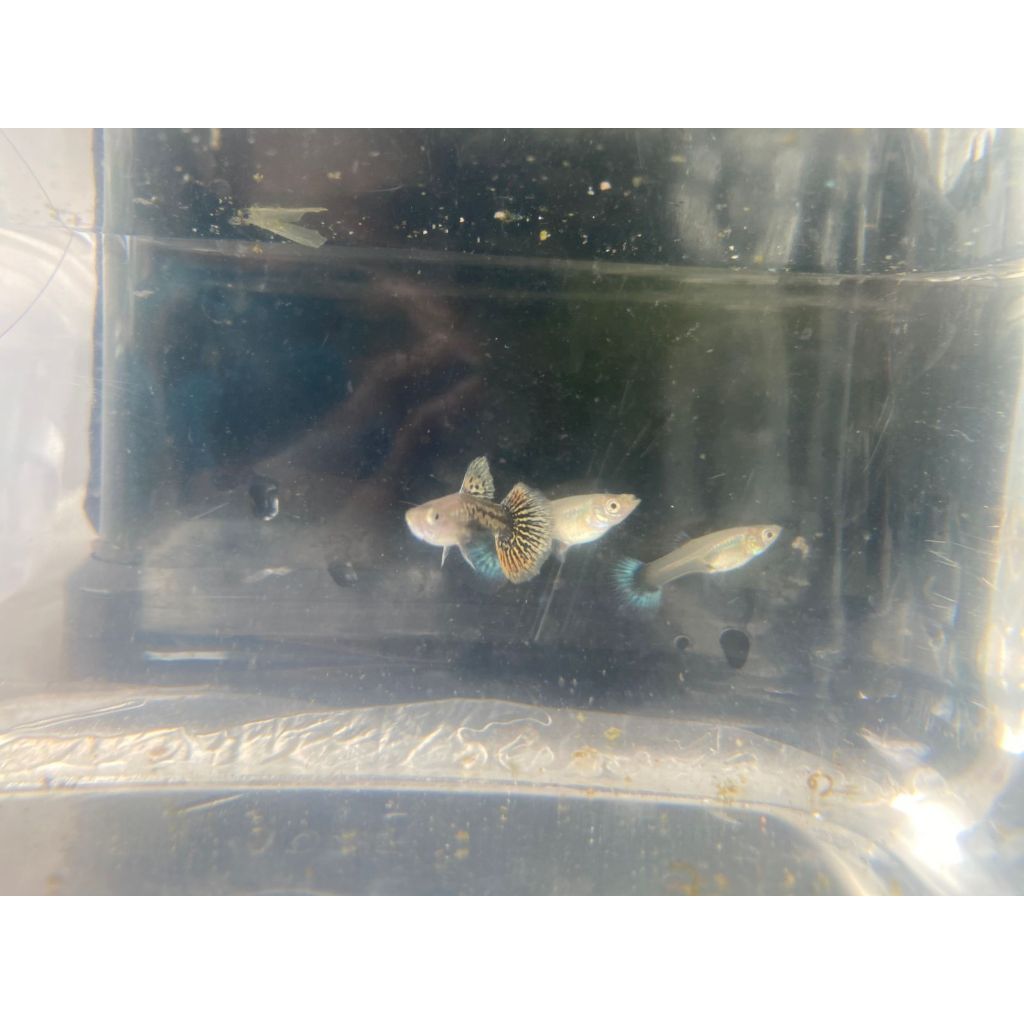 GUPPY DRAGON GREEN HARGA TRIO JNTN 1E BNTNA 2E3BULANKLAIM GARANSI FOTO REFERENSI TIDAK 100% SAMA DEN