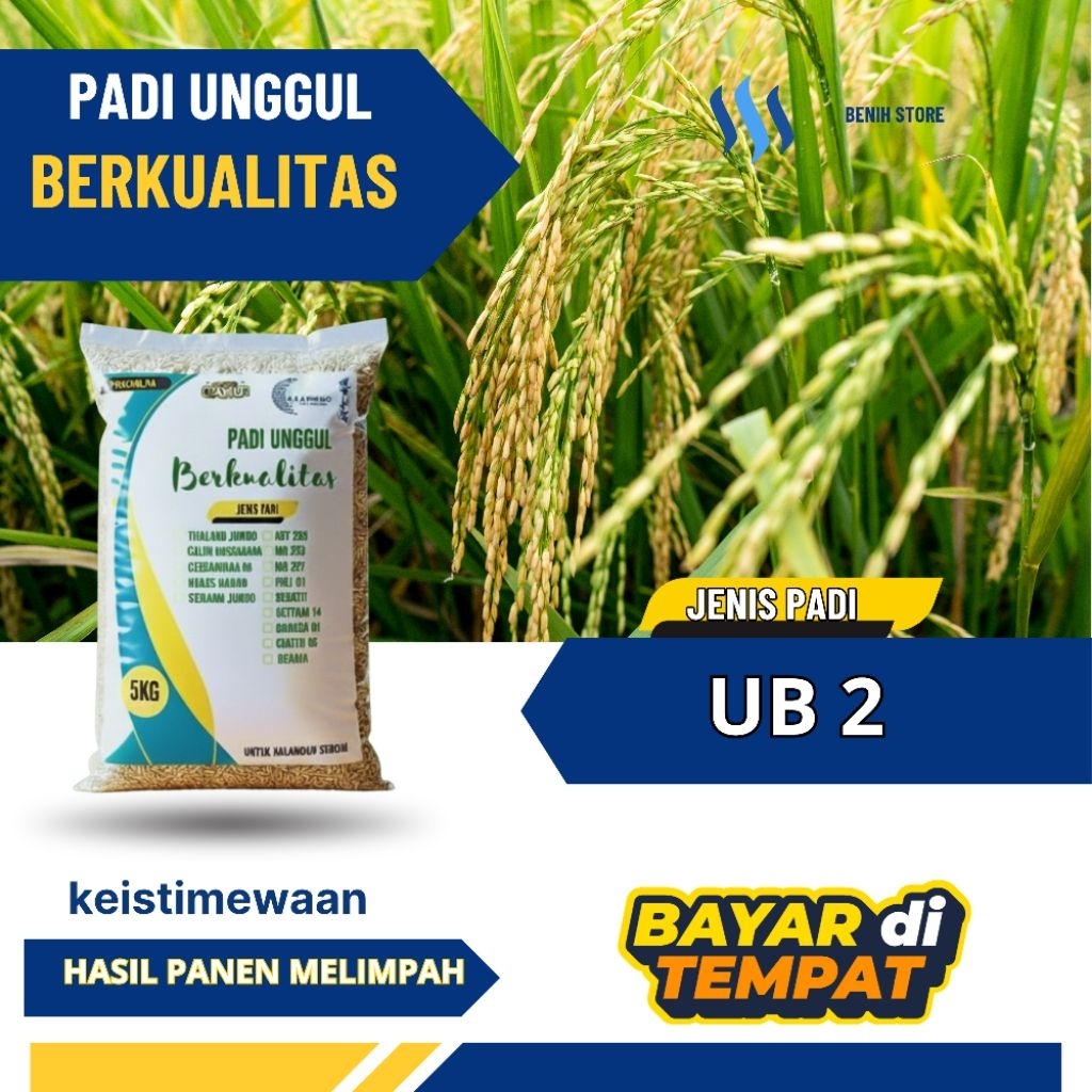 Benih padi UB2 Batuta 5kg