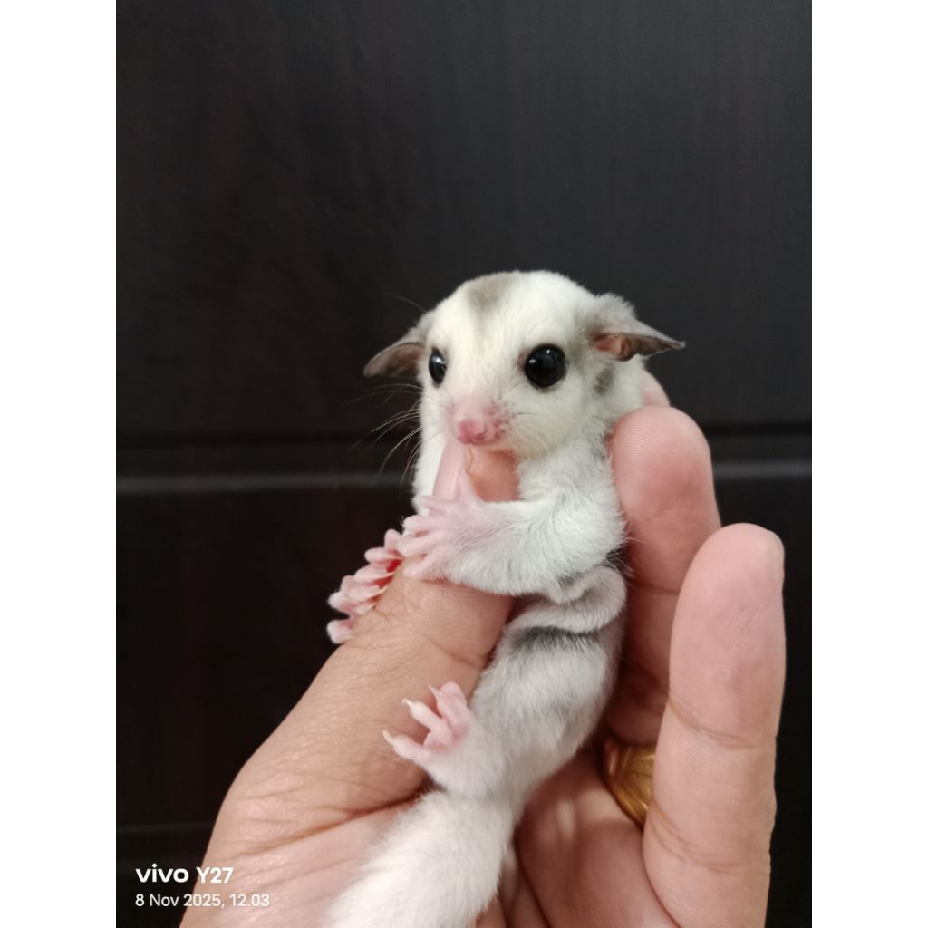Sugar glider TPM Joey True platinum mosaic