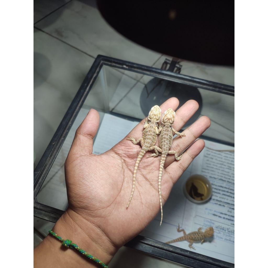 kartu mainan bearded dragon baby -+10cm