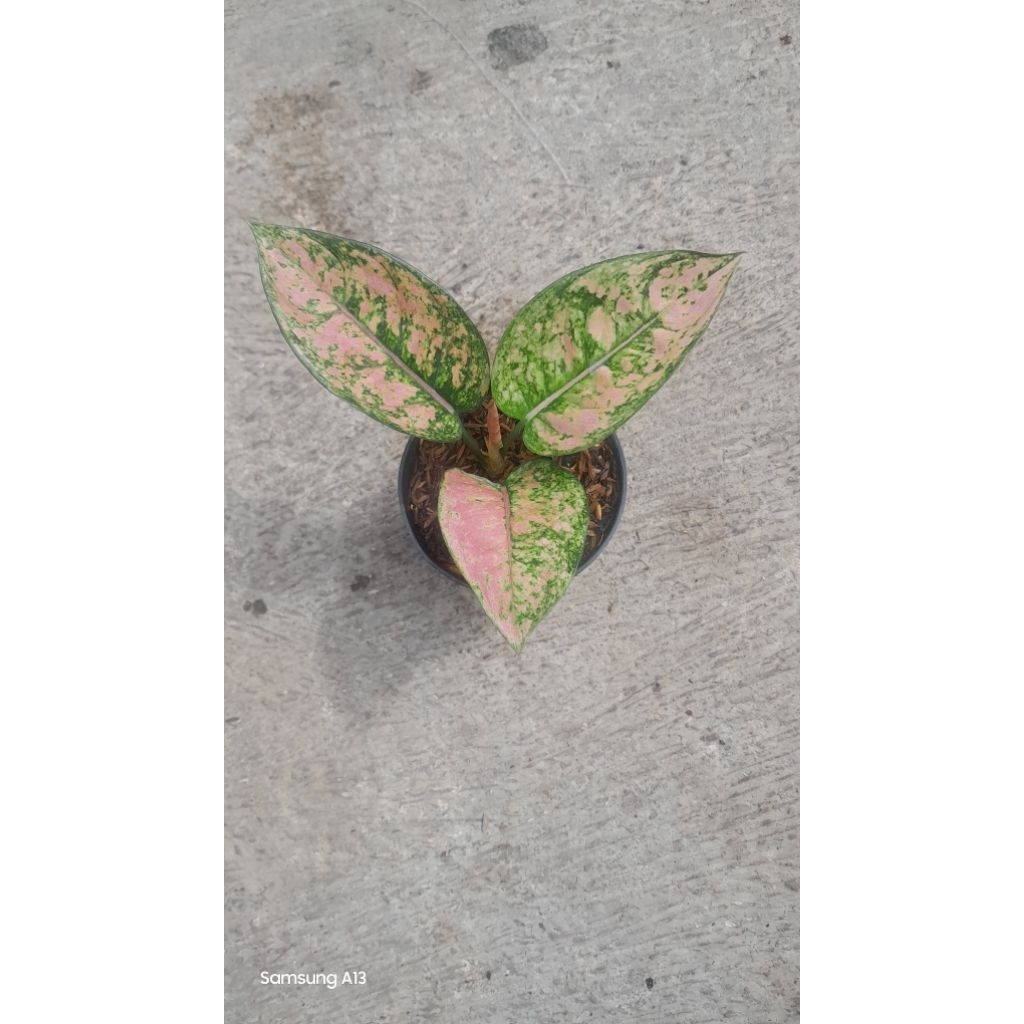 Aglonema Ruby Fanta (Daun 3+) (1)