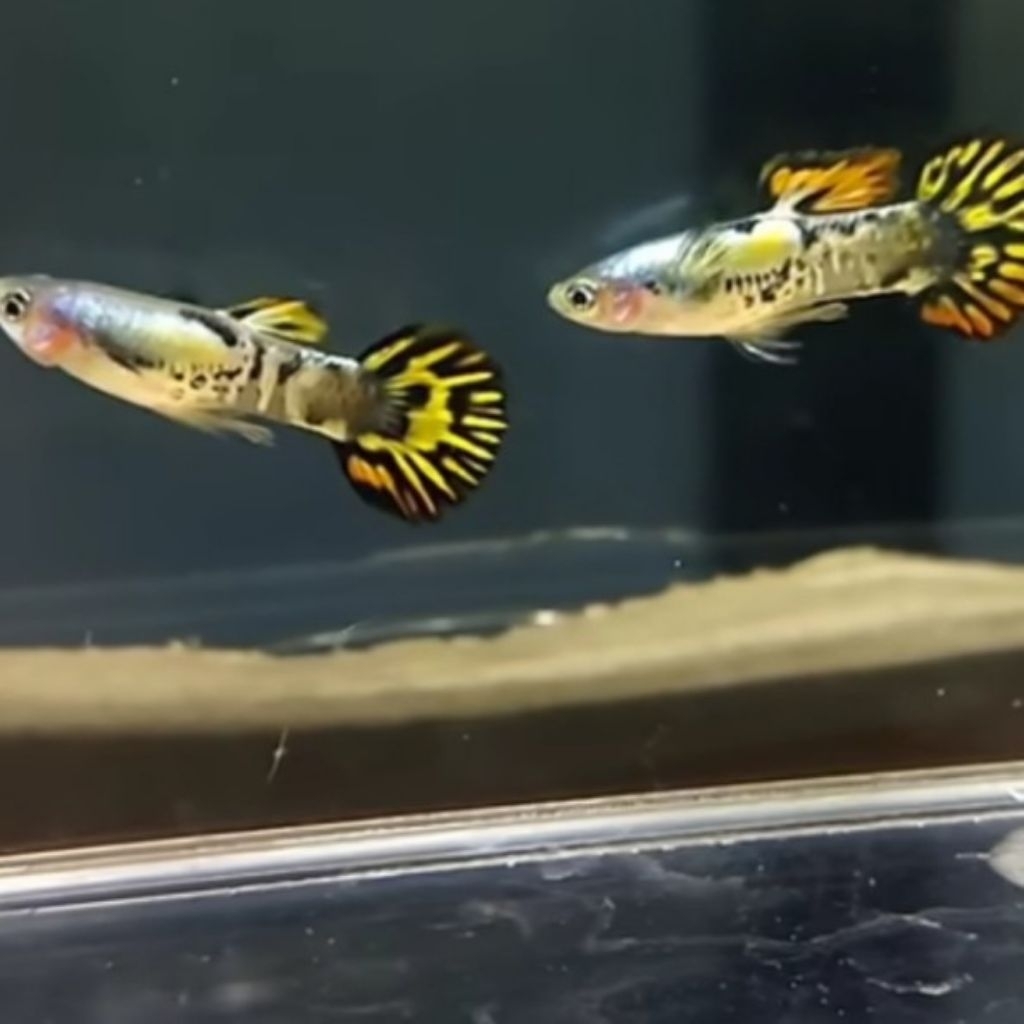 Hiasan aquascape galaxy medusa roundtail