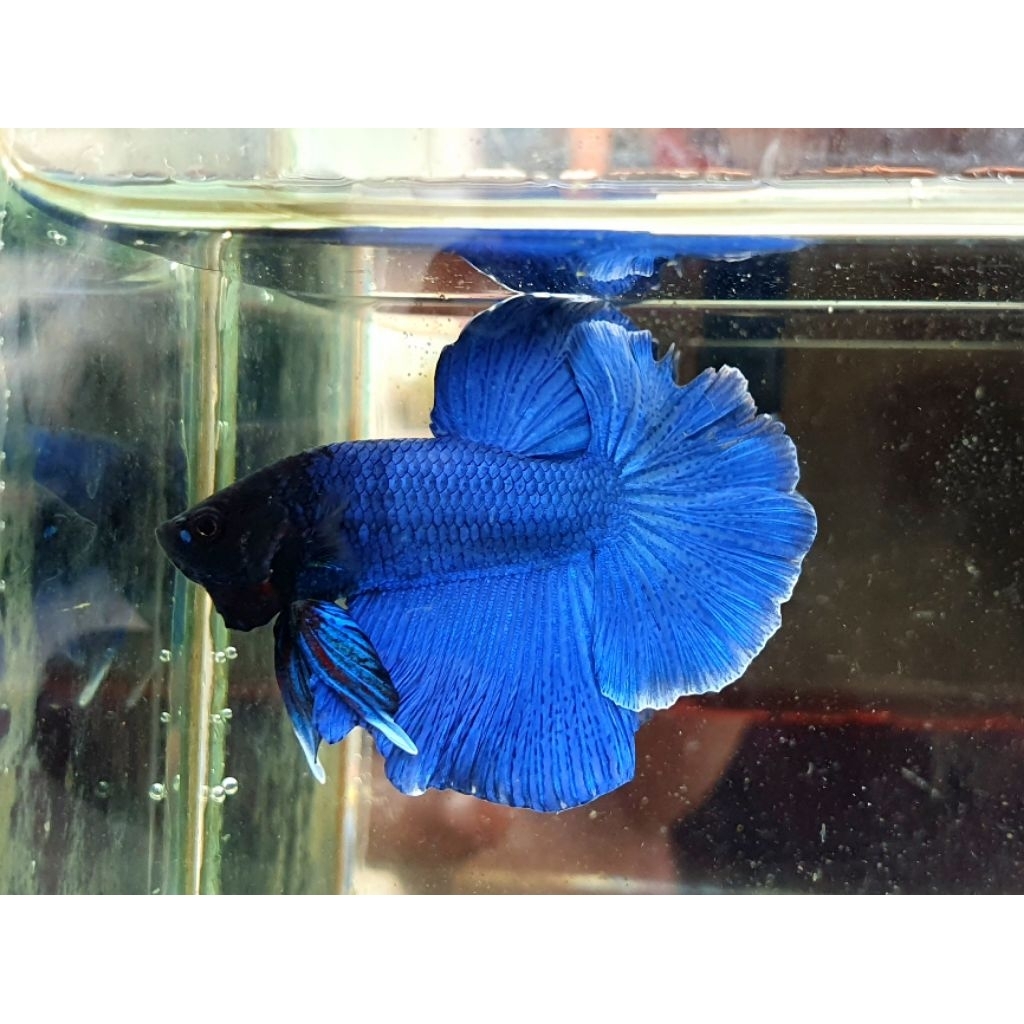 cupang halfmoon blue black head realpict