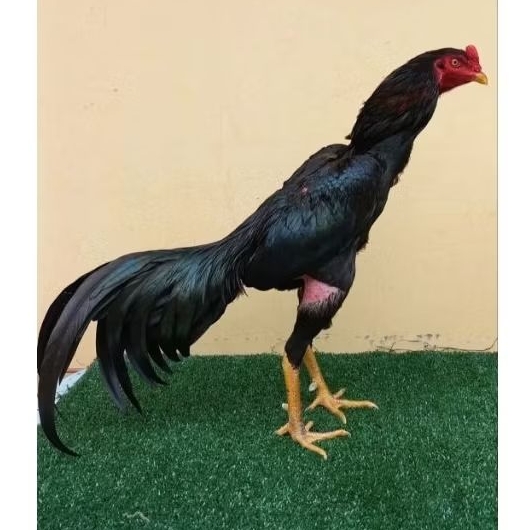 telur ayam shamo fertil tetas jepang (TERMURAH)