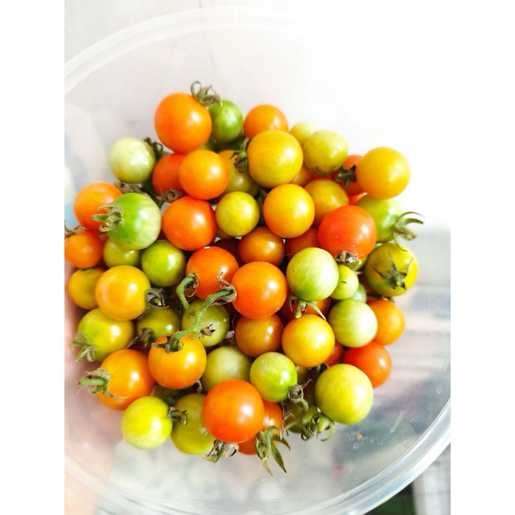tomat rampai / tomat cerry / tomat kecil