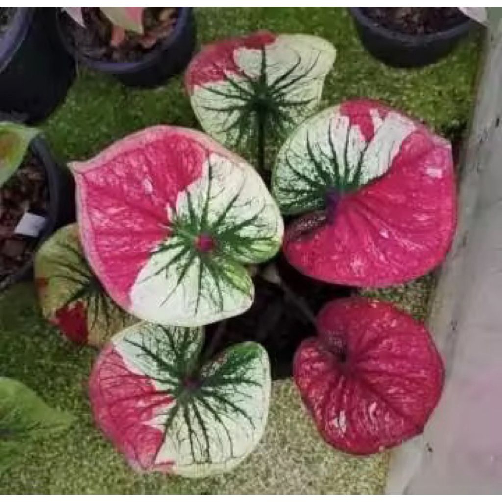 bibit bonggol umbi keladi caladium thailand