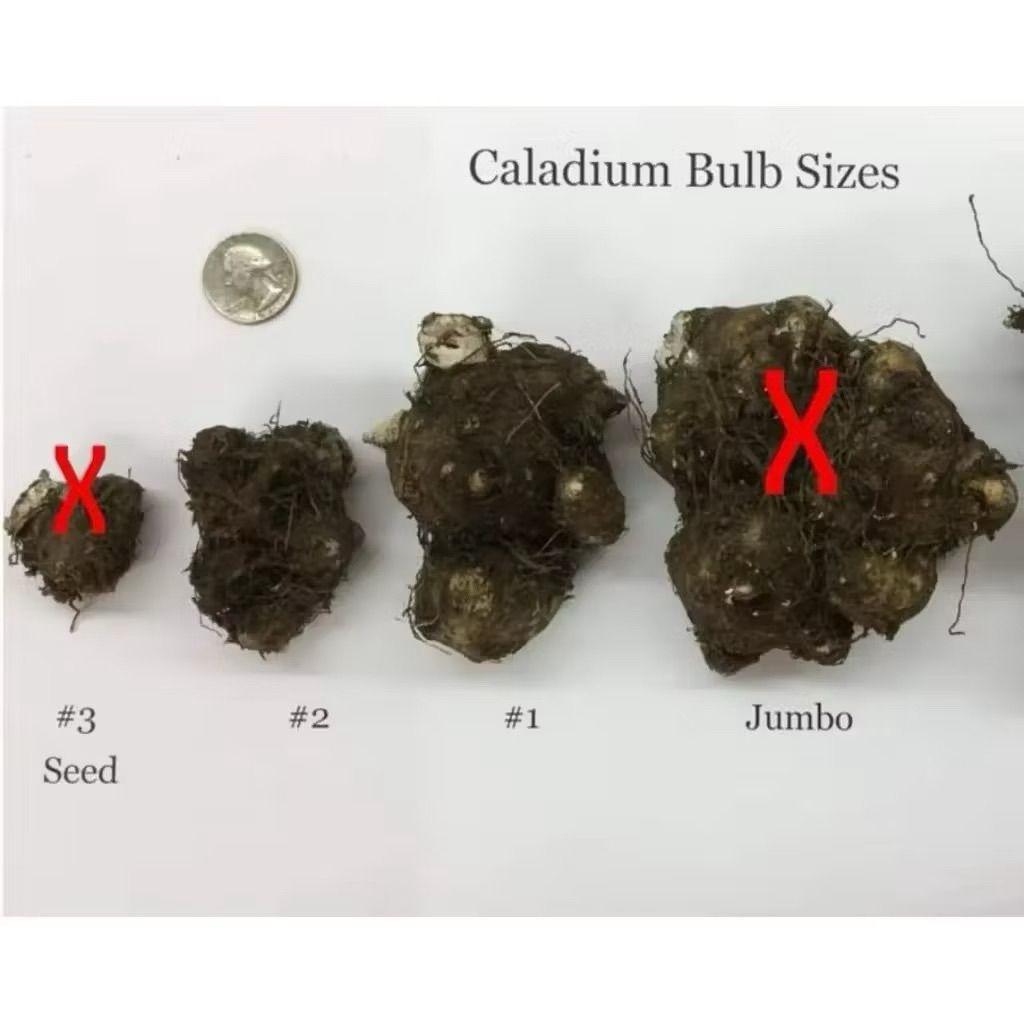 bibit umbi bonggol keladi caladium thailand