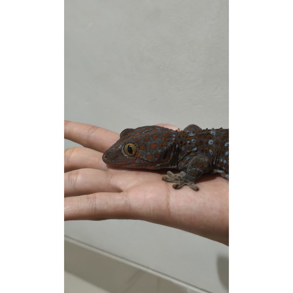 Tokay Gecko Jinak ( Tokek Rumah )