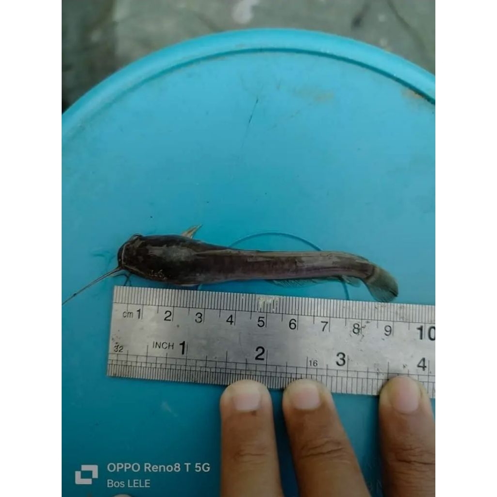 BIBIT LELE  DUMBO PANJANG 8-9 CM (isi 1000 ekor)