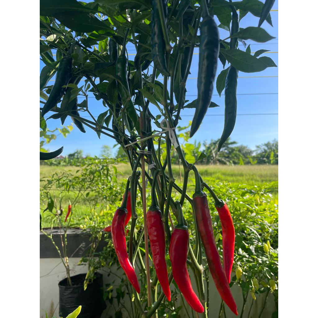 Cabai lombok besar merah / hijau
