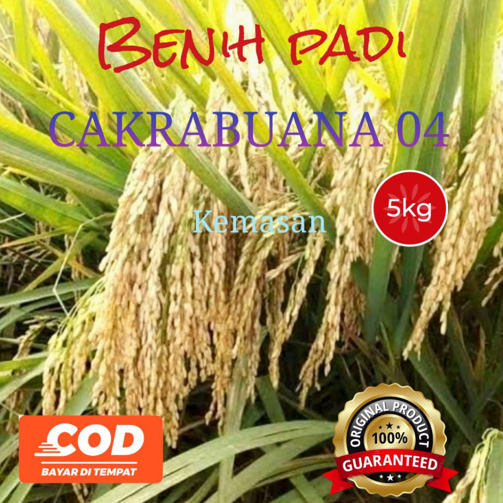 Benih padi Cakrabuana 04 Kemasan 5kg