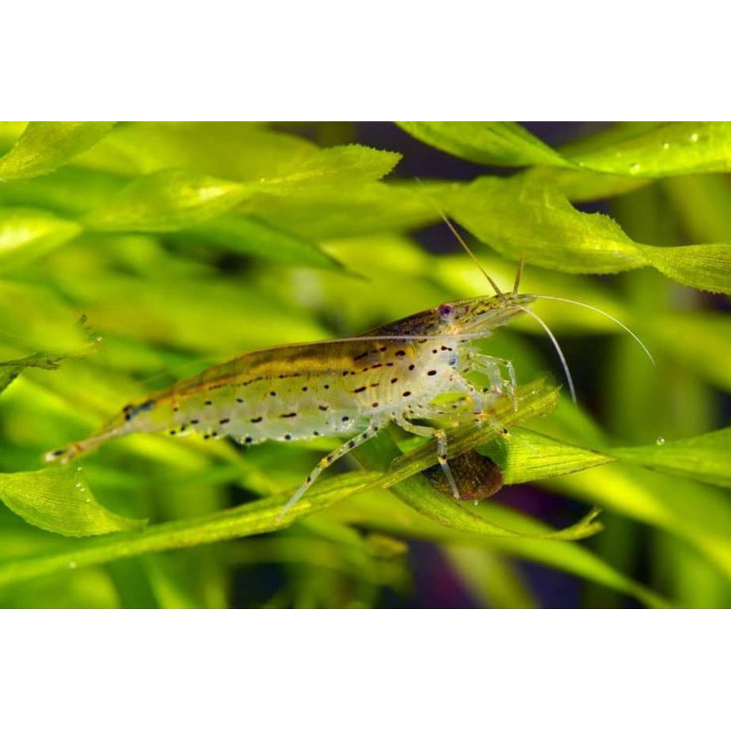 Dekorasi Aquarium Amano Shrimp/Pembersih Algae Hiasan Aquaacape