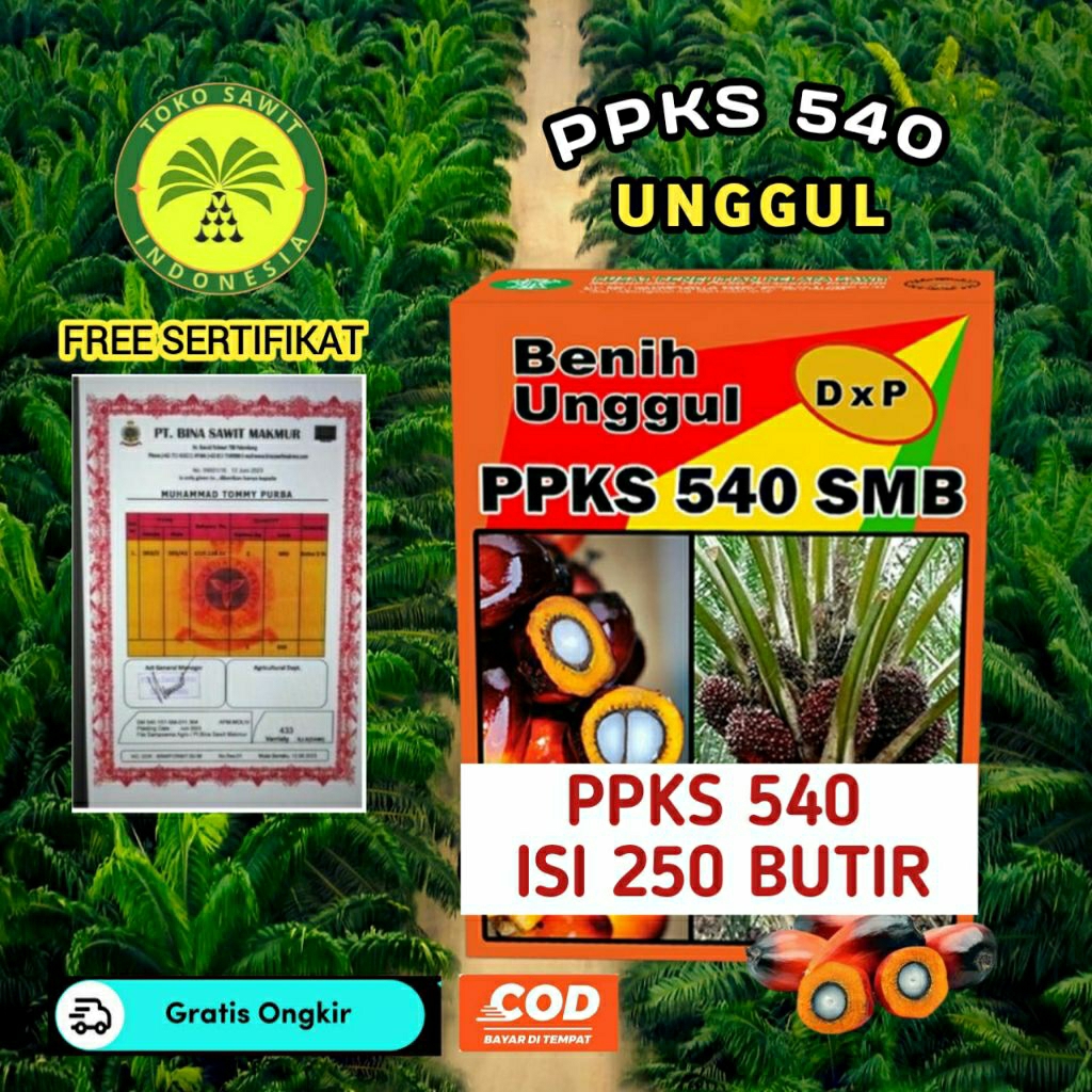 Bibit Sawit PPKS 540 Unggul Bersertifikat Berkualitas