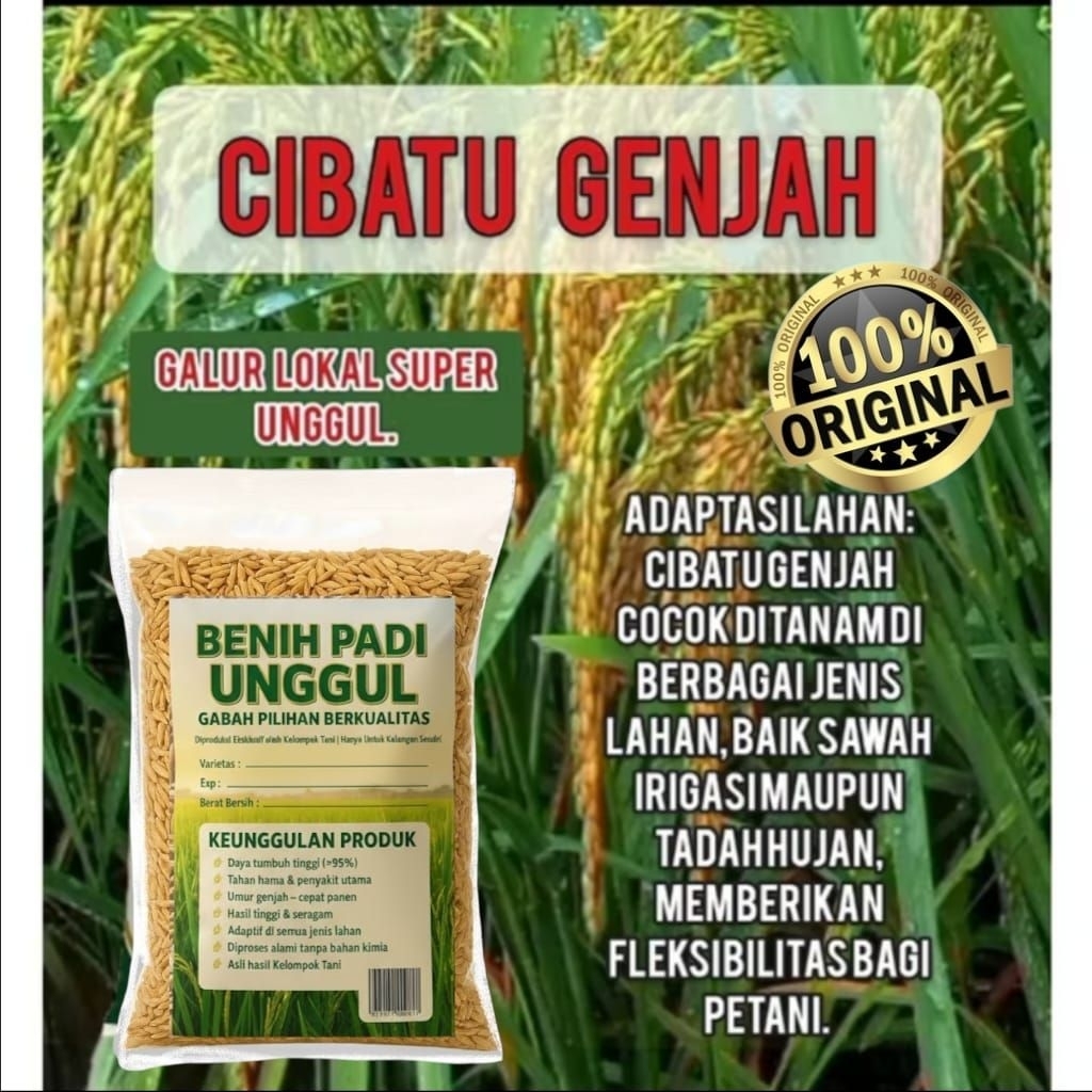 BENIH BIBIT PADI 5KG CIBATU GENJAH