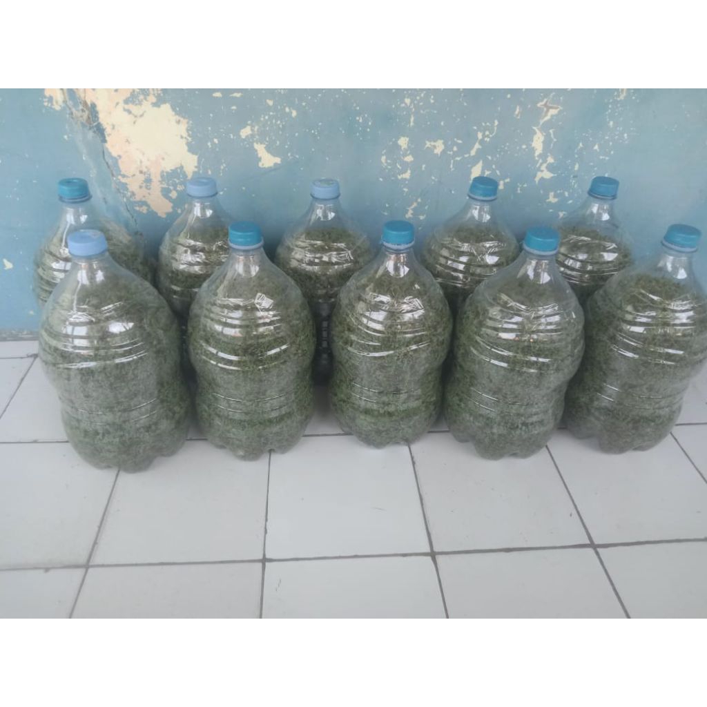 BIBIT AZOLA 1 GALON+ vitamin azola