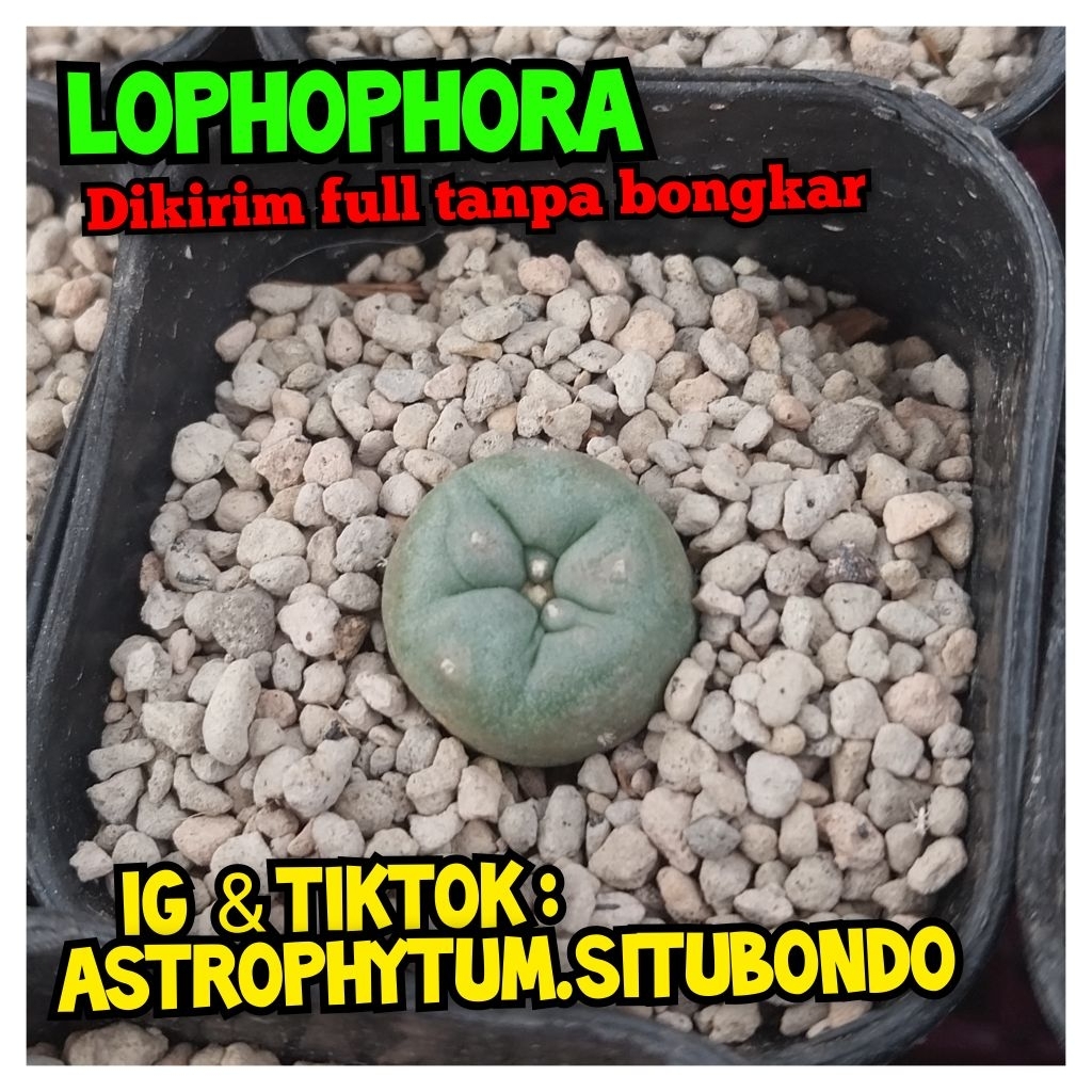 Kaktus Lophophora Lopho Peyot