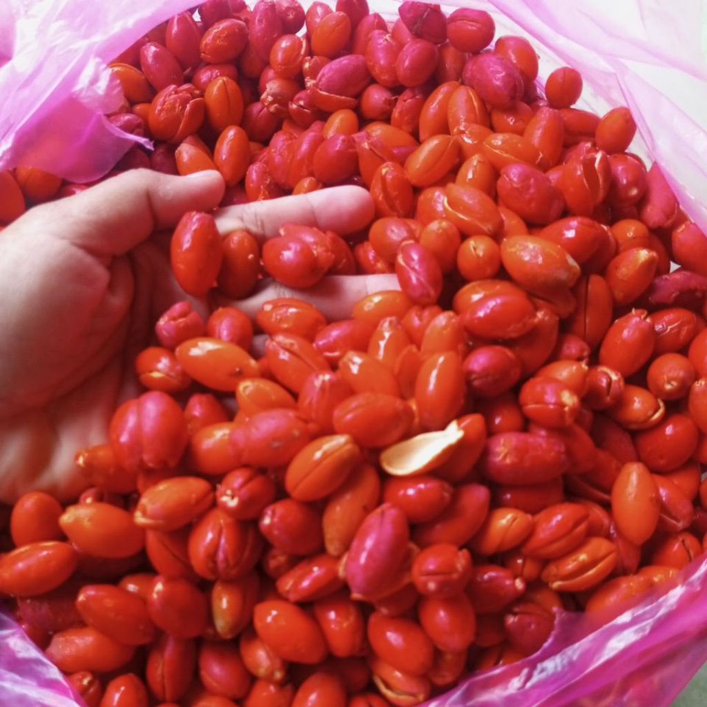 TERMURAH kulit melinjo baru kupas baru perik