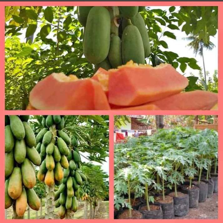 Paket Murah 5 Pohon Bibit pepaya california / Pohon pepaya california / Pohon Pepaya