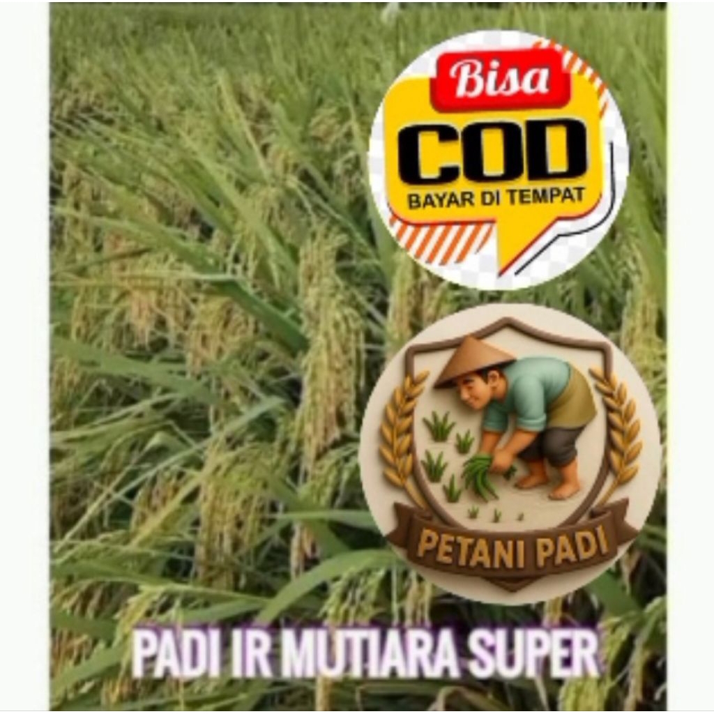 BENIH PADI IR MUTIARA ORIGINAL KEMASAN 1KG