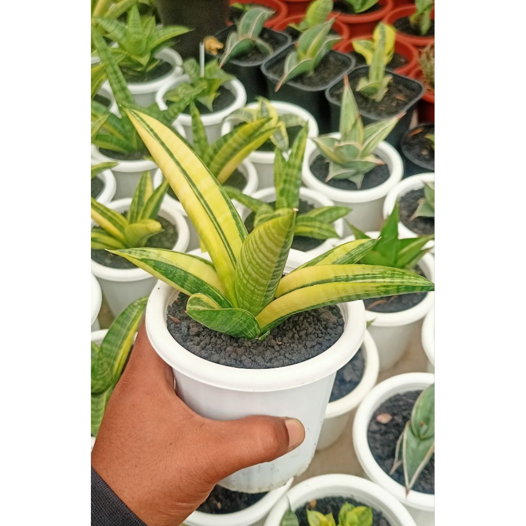 Sansevieria Marsha Anjani Varigata