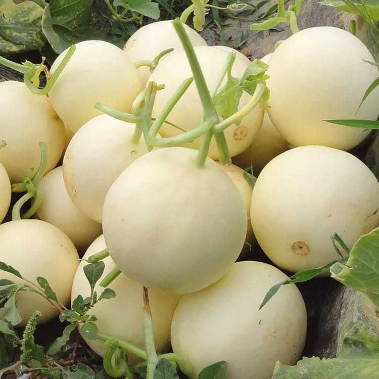 COD AJA - Bibit Melon Madu Hijau