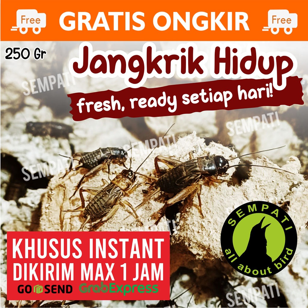 SEMPATI KHUSUS TERKIRIM 1 JAM INSTAN GRAB GOJEK Jangkrik Hidup 250 Gram Jangkrik Ternak Pakan Makana
