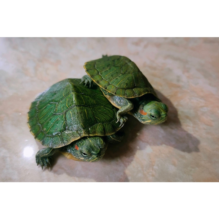 (Seafood) Kura Kura Brazil Baby 5cm