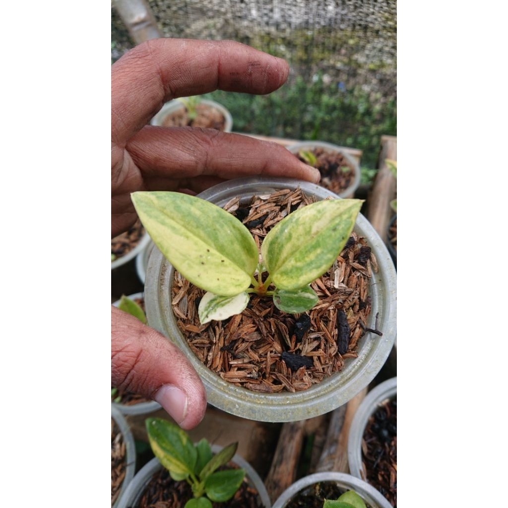 anthurium jemani varigata