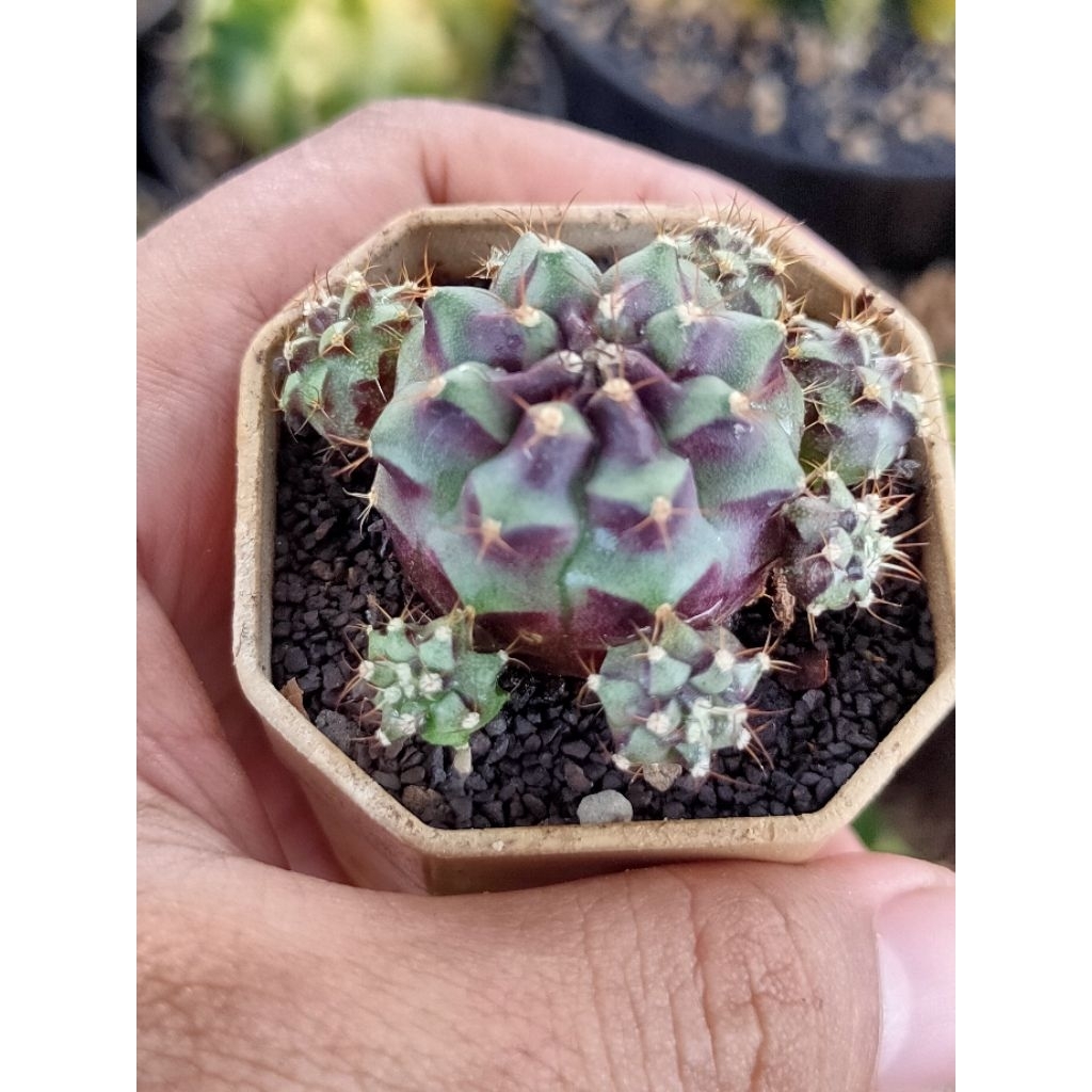 GYMNO HYBRID//MEDUSA HYBRID CLUSTER ANAK GAMPANG NGAKAR DI POT 5CM//KAKTUS HIDUP//KAKTUS//KAKTUS MUR