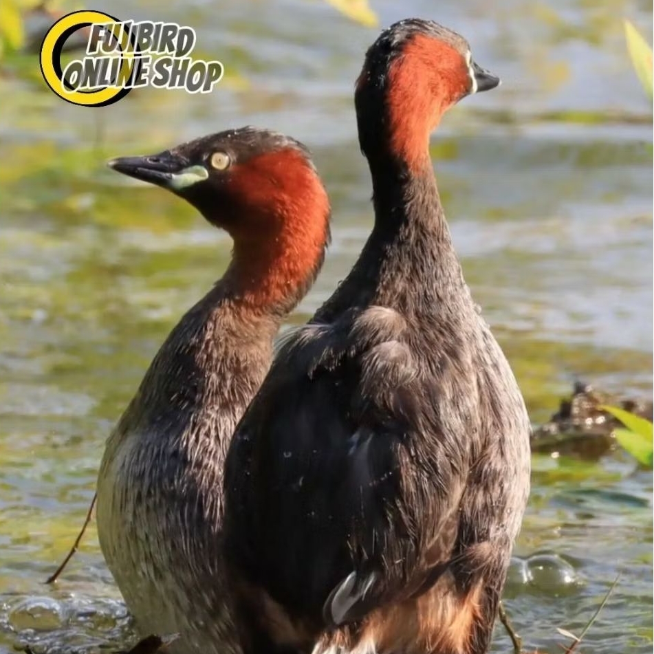 BEBEK MINI TITIAN TELAGA SEPASANG PILIHAN AVIARY