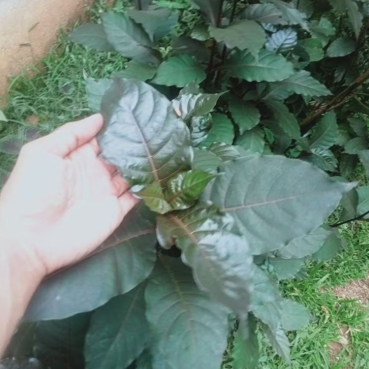 Tanaman Herbal Handeuleum Ungu/Bibit Pohon Daun ungu/pohon Handeuleum/Obat Wasir Ambeyien/Daun Ungu