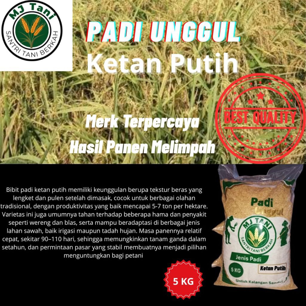 Bibit padi unggul KETAN PUTIH kemasan 5KG