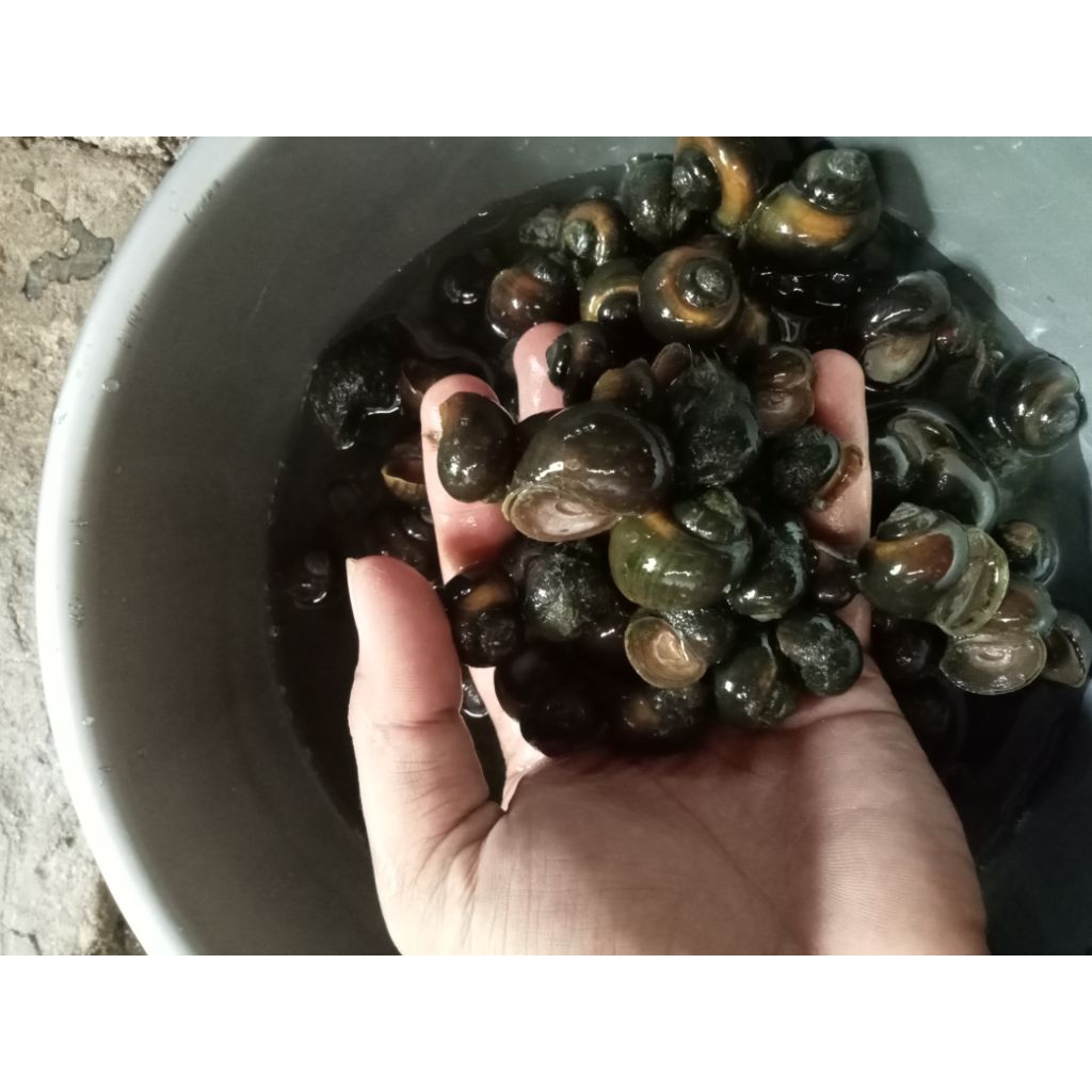 keong sawah tutut asli mentah di ambil langsung dari sawah 1 kg