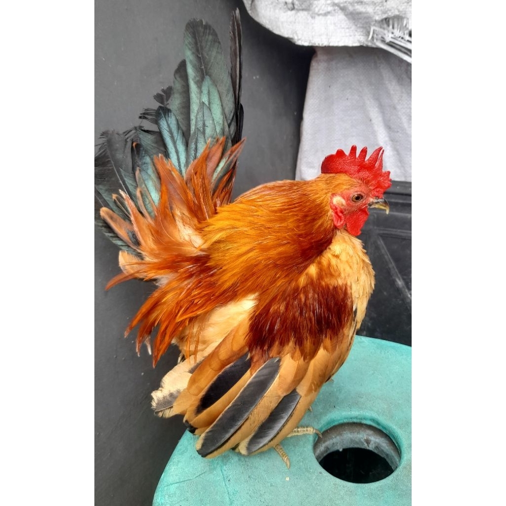 AYAM SERAMA ORI JANTAN  satuan