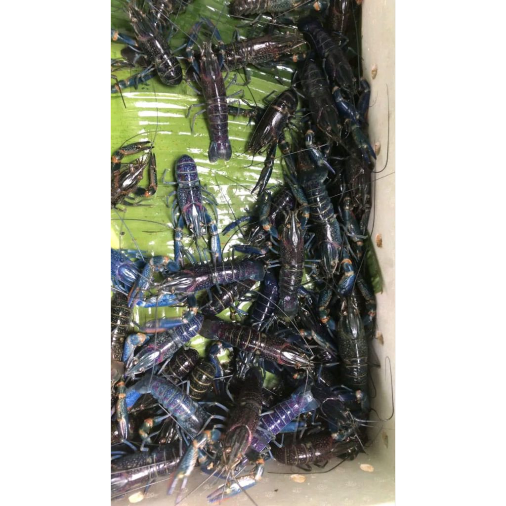 Benih Lobster Ukuran 1 Cm