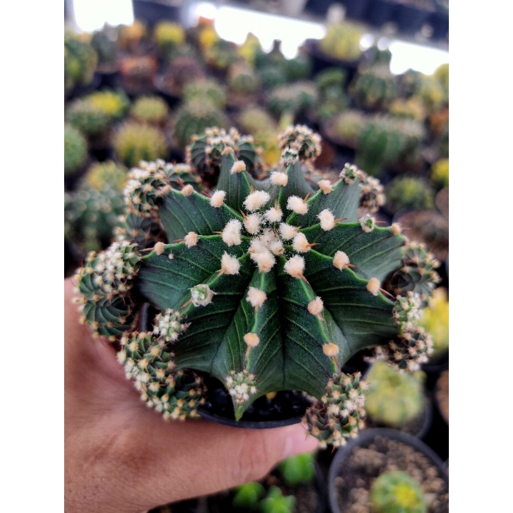 LB VOS 1241 CLUSTER DI POT 9CM OWNROOT//KAKTUS//KAKTUS MURAH//KAKTUS HIAS//KAKTUS MINI//KAKTUS LUCU/