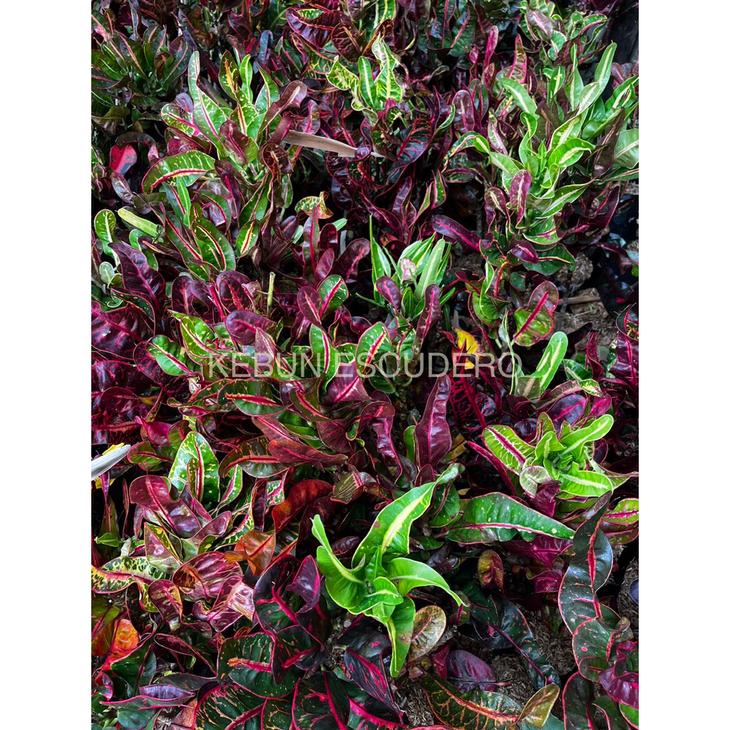 Puring Kirana - Tanaman Hias Puring Kirana - Tanaman Pohon Puring Kirana - Puring Hias - Puring Kole