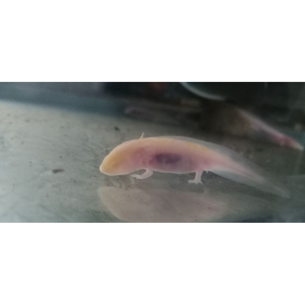 baby axolotl sepasang hitam&putih