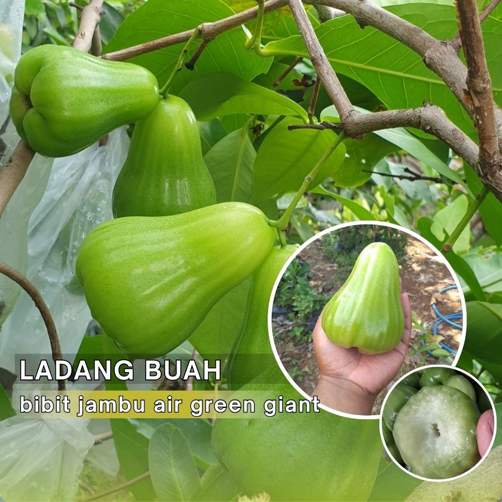Bibit Jambu Air Green Giant Okulasi Cepat Berbuah / Tabulampot Jambu Air