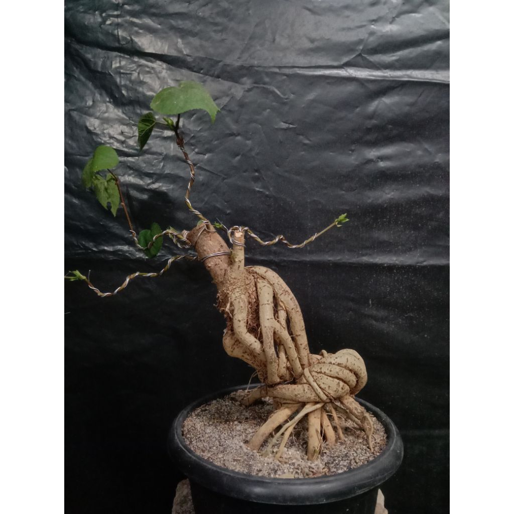 Bonsai bahan waru taiwan