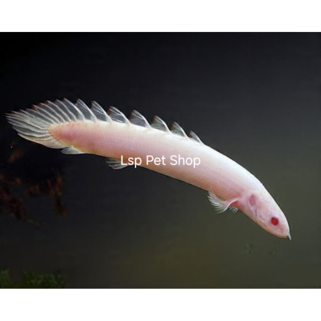 Ikan Hias Palmas Senegalus Albino Ukuran 9-10 CM Pilihan Kualitas Terbaik