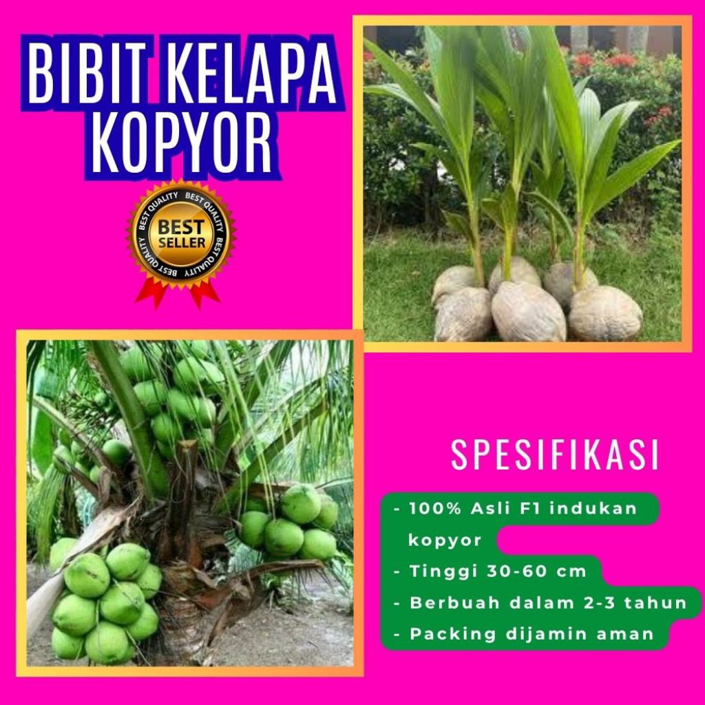 POHON PENDEK  Bibit Kelapa Kopyor Harga, Bibit Kelapa Kopyor Jelly, Bibit Kelapa Kopyor Jelly Thaila