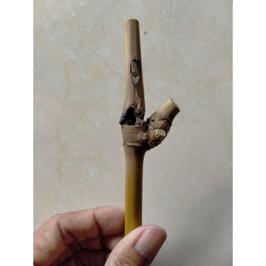 BAMBU UNIK KENDIT FUL COMBONG (14 CM) IJO ISTIMEWA