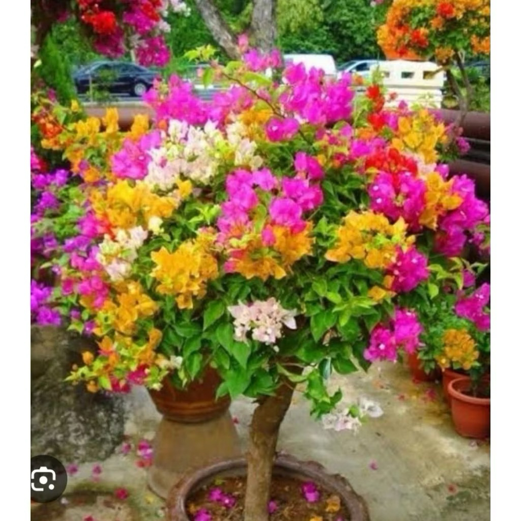 tanaman bugenvile warna warni/bunga kertas