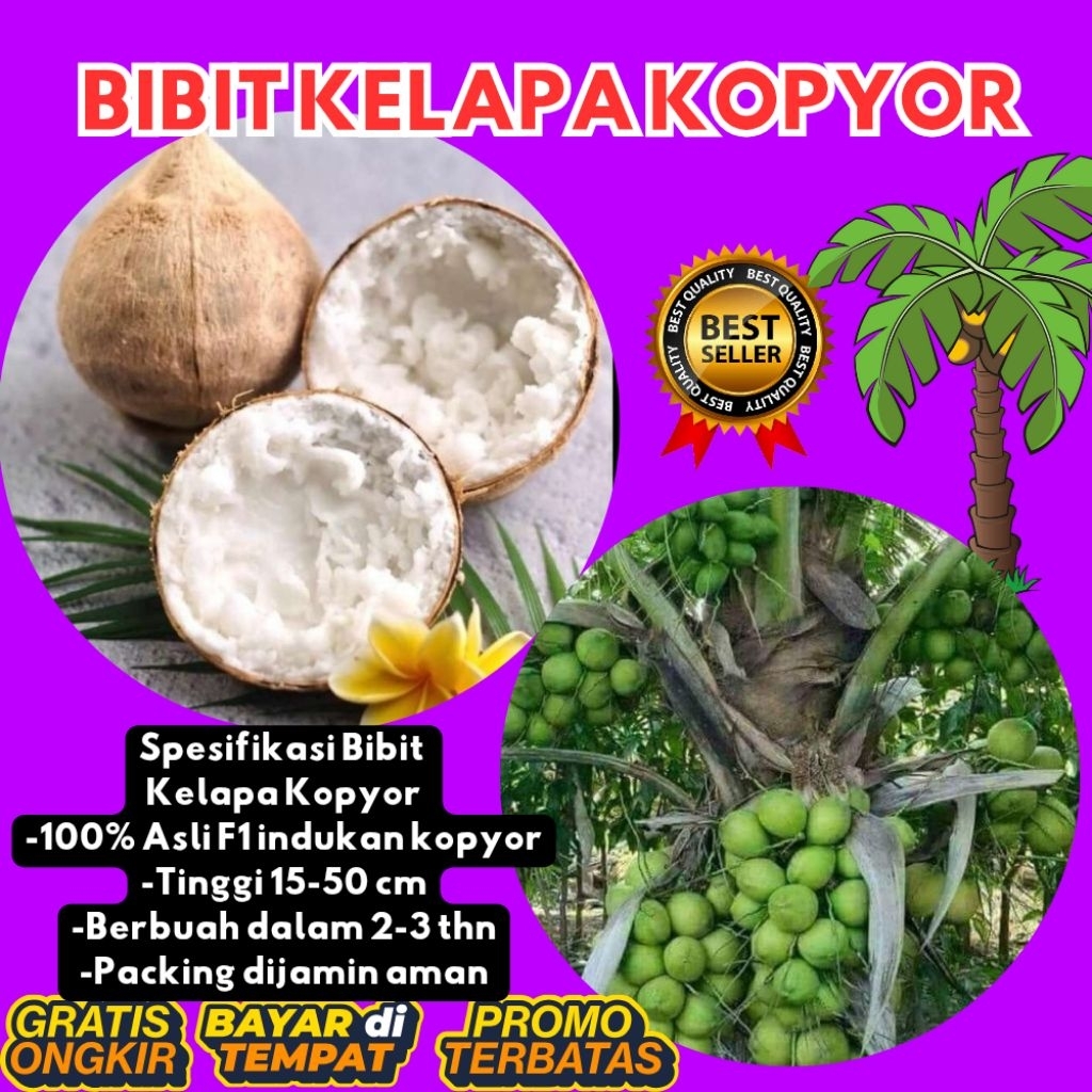 DIJAMIN ASLI  Pohon Kelapa Kopyor Kultur Jaringan, Pohon Kelapa Kopyor Madu