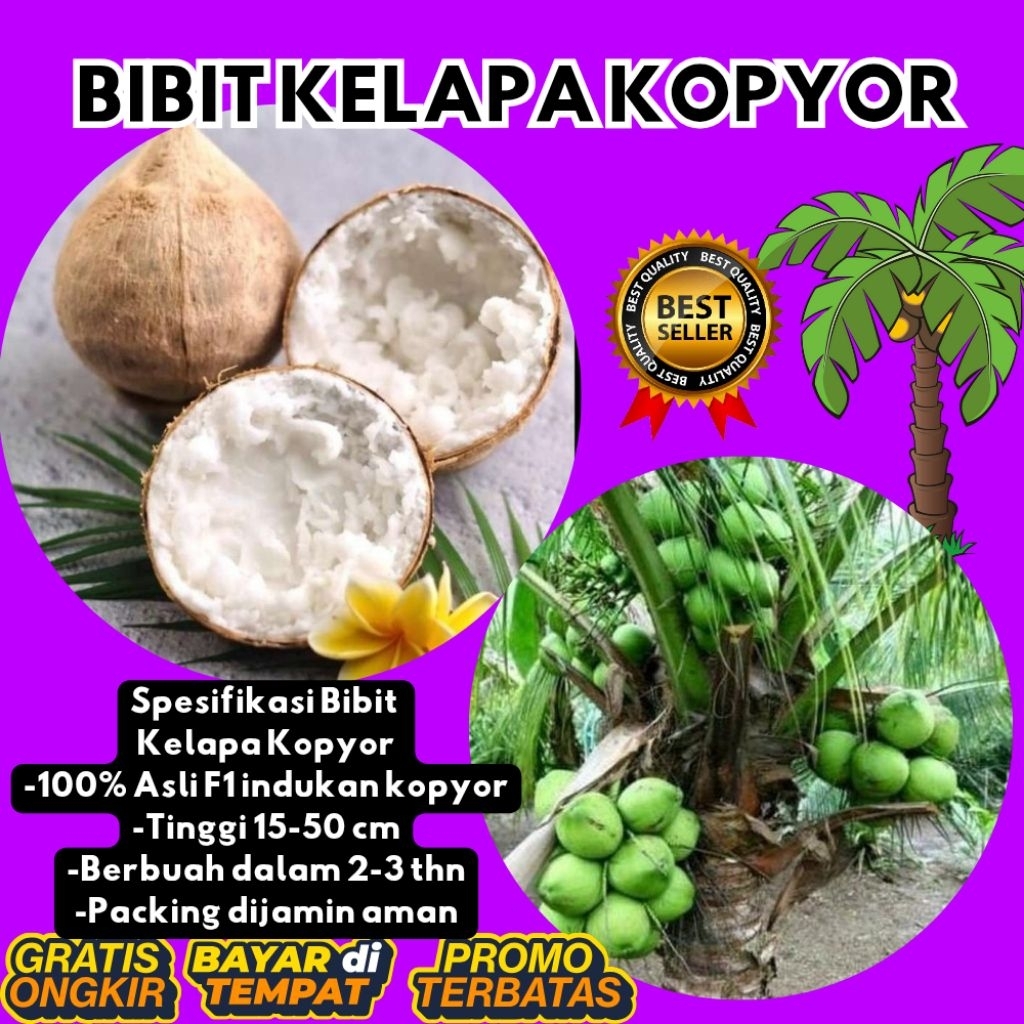 KUALITAS UNGGULAN  Bibit Kelapa Kopyor Madu, Bibit Kelapa Kopyor Super, Bibit Kelapa Kopyor Terdekat