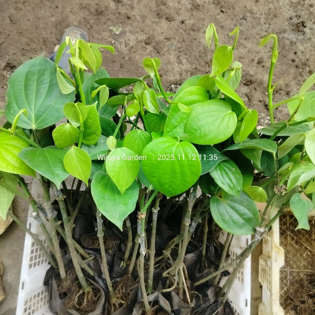 ISI 5 BIBIT TANAMAN LADA SAMBUNG MELADA VARIETAS INDIA SRILANKA | PANJAT | LADAHITAM | LADA PUTIH  |